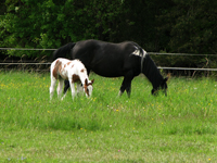 IMG_6301.jpg