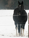 IMG_4964.jpg
